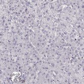 Anti-MYO1A antibody produced in rabbit Prestige Antibodies® Powered by Atlas Antibodies, affinity isolated antibody