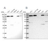 Anti-SEC23IP antibody produced in rabbit Prestige Antibodies® Powered by Atlas Antibodies, affinity isolated antibody
