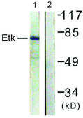 Anti-ETK antibody produced in rabbit affinity isolated antibody