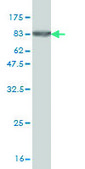 Monoclonal Anti-ZNF38 antibody produced in mouse clone 4B3, purified immunoglobulin, buffered aqueous solution