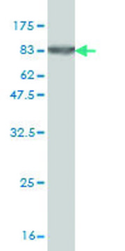 Monoclonal Anti-ZNF38 antibody produced in mouse clone 4B3, purified immunoglobulin, buffered aqueous solution