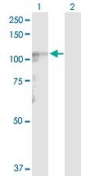 Anti-LARS2 antibody produced in rabbit purified immunoglobulin, buffered aqueous solution