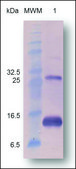 Activin A active human Animal-component free, recombinant, expressed in Nicotiana, >97% (SDS-PAGE)