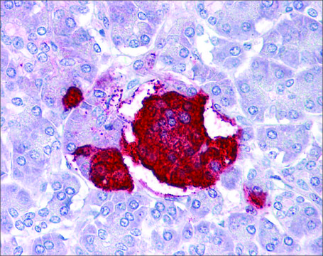 Anti-LEP antibody produced in rabbit affinity isolated antibody