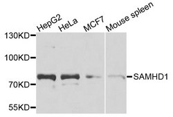 Anti-SAMHD1 antibody produced in rabbit