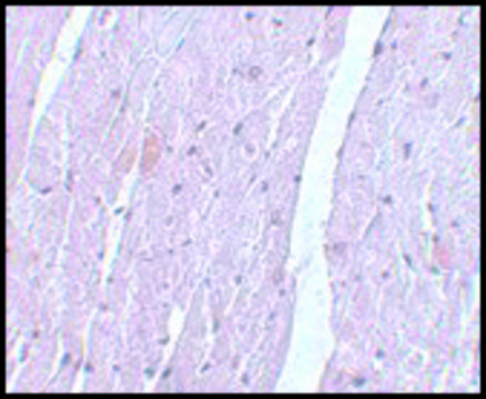 Anti-APC10 antibody produced in rabbit affinity isolated antibody, buffered aqueous solution