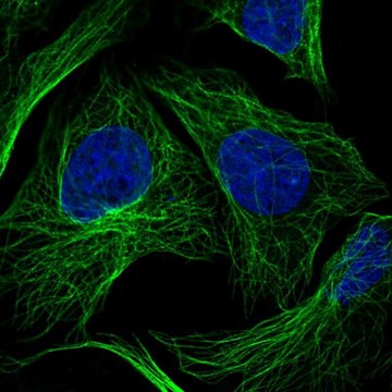 Anti-HS3ST3A1 antibody produced in rabbit Prestige Antibodies&#174; Powered by Atlas Antibodies, affinity isolated antibody