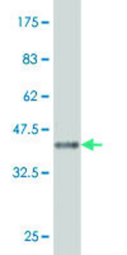 Monoclonal Anti-CA7 antibody produced in mouse clone 3B7, purified immunoglobulin, buffered aqueous solution