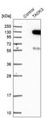 Anti-TAOK3 antibody produced in rabbit Prestige Antibodies® Powered by Atlas Antibodies, affinity isolated antibody, buffered aqueous glycerol solution