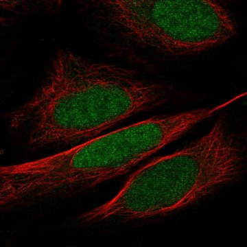 Anti-Wdr5 Antibody Produced In Rabbit Prestige Antibodies&#174; Powered by Atlas Antibodies, affinity isolated antibody, buffered aqueous glycerol solution