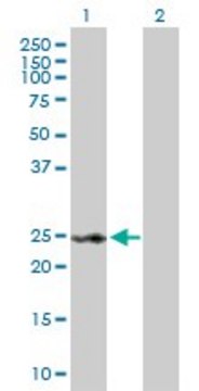 Anti-RAD54B antibody produced in rabbit purified immunoglobulin, buffered aqueous solution