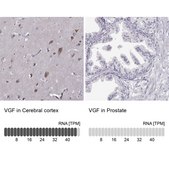 Anti-VGF antibody produced in rabbit Prestige Antibodies® Powered by Atlas Antibodies, affinity isolated antibody, buffered aqueous glycerol solution
