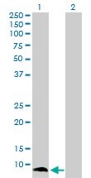 Anti-S100A13 antibody produced in rabbit purified immunoglobulin, buffered aqueous solution