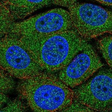 Anti-TMEM254 antibody produced in rabbit Prestige Antibodies&#174; Powered by Atlas Antibodies, affinity isolated antibody