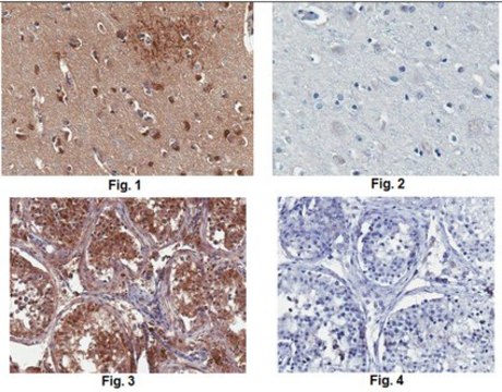 Anti-DARPP-32 Antibody, clone 9B6.1 clone 9B6.1, from mouse