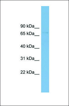 Anti-SLC2A12 antibody produced in rabbit affinity isolated antibody