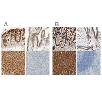 Anti-SELENBP1 antibody produced in rabbit Prestige Antibodies&#174; Powered by Atlas Antibodies, affinity isolated antibody, buffered aqueous glycerol solution, Ab1