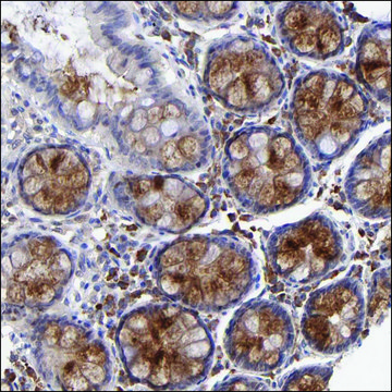 Anti-BACH1 antibody produced in rabbit Prestige Antibodies&#174; Powered by Atlas Antibodies, affinity isolated antibody, buffered aqueous glycerol solution