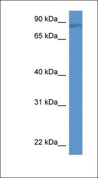 Anti-TRIM36 antibody produced in rabbit affinity isolated antibody