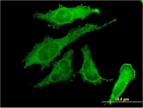 Monoclonal Anti-RBPMS antibody produced in mouse clone 1C12, purified immunoglobulin, buffered aqueous solution