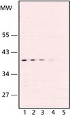 Anti -TBP antibody, Mouse monoclonal clone 58C9, purified from hybridoma cell culture