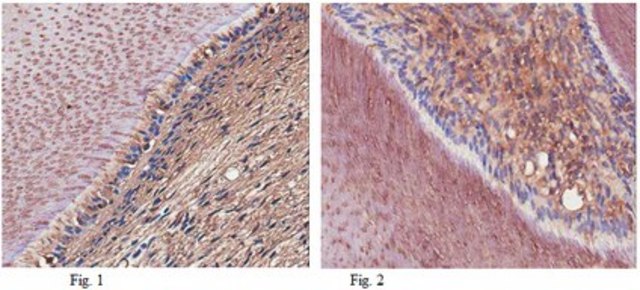 Anti-Dentin sialoprotein Antibody, clone 2C12.3 clone 2C12.3, from mouse