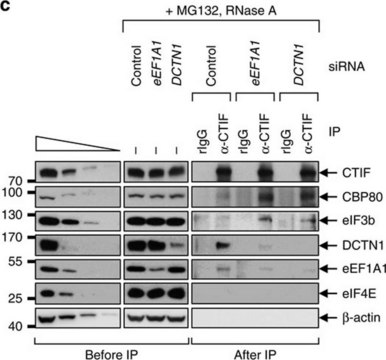 Anti-EF1&#945; Antibody, clone CBP-KK1 clone CBP-KK1, Upstate&#174;, from mouse