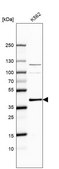 Anti-CRKL antibody produced in rabbit Prestige Antibodies® Powered by Atlas Antibodies, affinity isolated antibody