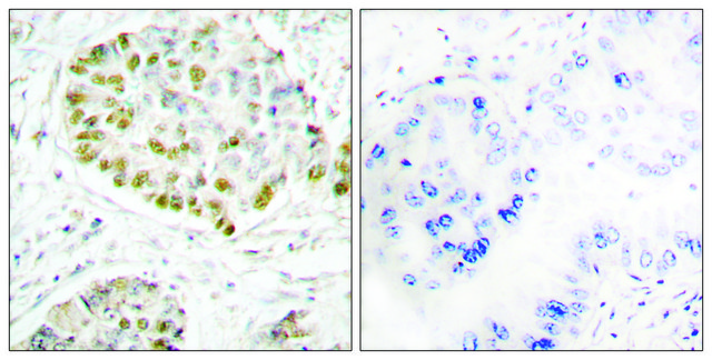 Anti-STAT5A antibody produced in rabbit affinity isolated antibody