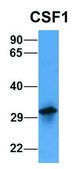 Anti-CSF1 antibody produced in rabbit affinity isolated antibody