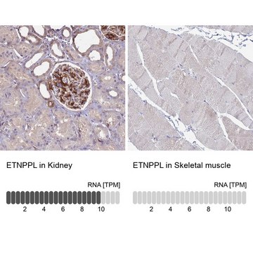 Anti-ETNPPL antibody produced in rabbit Prestige Antibodies&#174; Powered by Atlas Antibodies, affinity isolated antibody, buffered aqueous glycerol solution