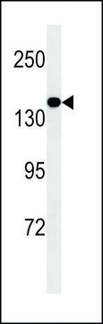 ANTI-MED14 antibody produced in mouse crude ascites, buffered aqueous solution