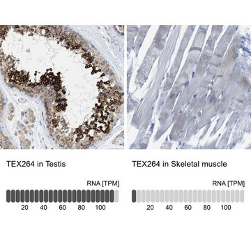 Anti-TEX264 antibody produced in rabbit Prestige Antibodies&#174; Powered by Atlas Antibodies, affinity isolated antibody, buffered aqueous glycerol solution