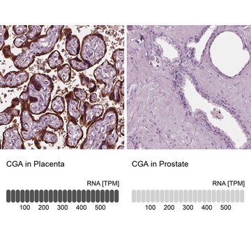 Anti-CGA antibody produced in rabbit Prestige Antibodies&#174; Powered by Atlas Antibodies, affinity isolated antibody, buffered aqueous glycerol solution