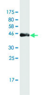 Monoclonal Anti-PAGE4 antibody produced in mouse clone 7C3, purified immunoglobulin, buffered aqueous solution