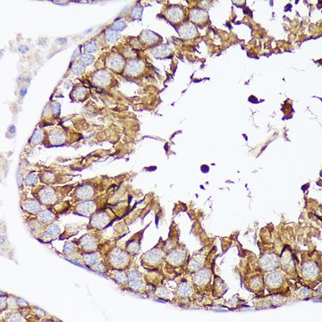 Anti-Nectin 2/CD112 Antibody, clone 3H0G2, Rabbit Monoclonal