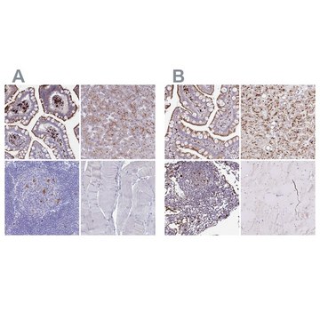 Anti-FUCA1 antibody produced in rabbit Prestige Antibodies&#174; Powered by Atlas Antibodies, affinity isolated antibody, buffered aqueous glycerol solution