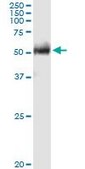 Anti-FPGT antibody produced in rabbit purified immunoglobulin, buffered aqueous solution