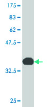 Monoclonal Anti-MARCH6 antibody produced in mouse clone 1A5, purified immunoglobulin, buffered aqueous solution