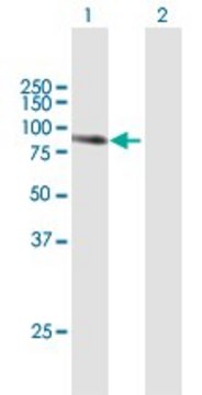 Anti-TGM1 antibody produced in mouse purified immunoglobulin, buffered aqueous solution