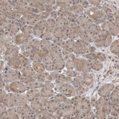 Anti-WDR26 antibody produced in rabbit Prestige Antibodies® Powered by Atlas Antibodies, affinity isolated antibody, buffered aqueous glycerol solution