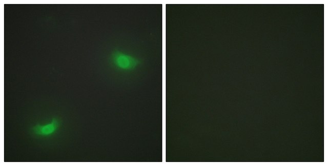 Anti-DUSP16 antibody produced in rabbit affinity isolated antibody