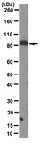 Anti-STAT3 Antibody, clone 18F7.1 clone 18F7.1, from mouse