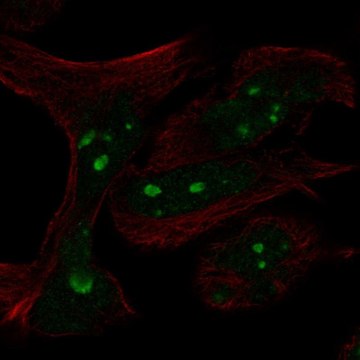 Anti-MYCN antibody produced in rabbit Prestige Antibodies&#174; Powered by Atlas Antibodies, affinity isolated antibody