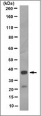 Anti-CALML5 Antibody, clone 3F6.1 clone 3F6.1, from mouse