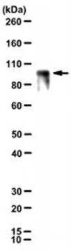 Anti-&#946;-Catenin Antibody, clone 12F7