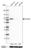 Anti-GATAD2B antibody produced in rabbit Prestige Antibodies® Powered by Atlas Antibodies, affinity isolated antibody, buffered aqueous glycerol solution