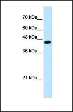 Anti-E2F1, (N-terminal) antibody produced in rabbit affinity isolated antibody