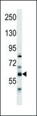 ANTI-PTDSS2 (N-TERM) antibody produced in rabbit IgG fraction of antiserum, buffered aqueous solution