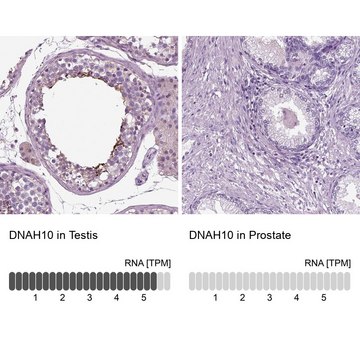 Anti-DNAH10 antibody produced in rabbit Prestige Antibodies&#174; Powered by Atlas Antibodies, affinity isolated antibody, buffered aqueous glycerol solution